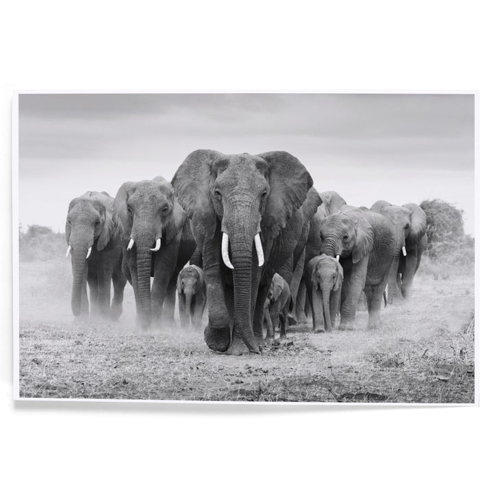 Elephant Herd, Art & Giclee Prints Art Lantern Press