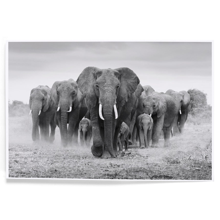 Elephant Herd, Art & Giclee Prints Art Lantern Press