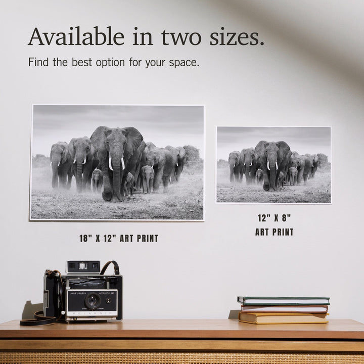 Elephant Herd, Art & Giclee Prints Art Lantern Press