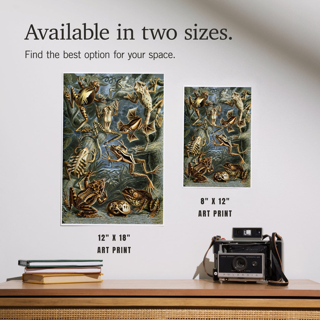 Ernst Haeckel, Batrachia, Art & Giclee Prints - Lantern Press