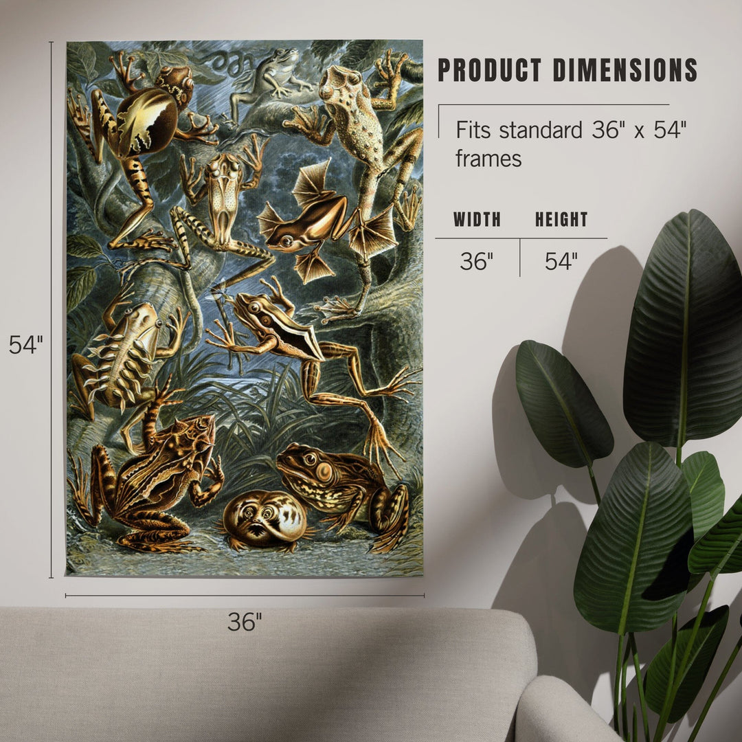 Ernst Haeckel, Batrachia, Art & Giclee Prints - Lantern Press