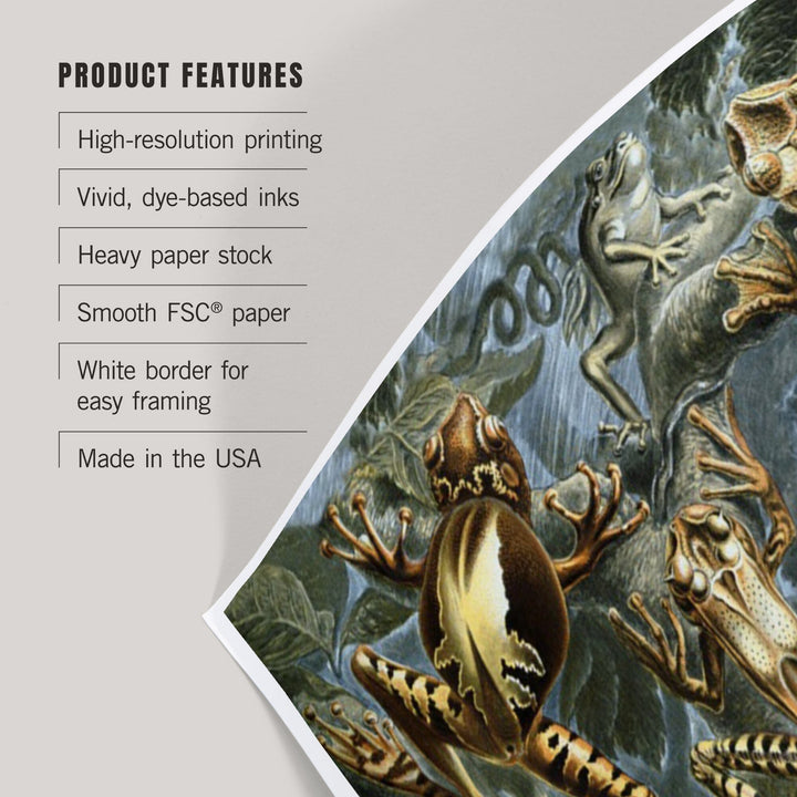 Ernst Haeckel, Batrachia, Art & Giclee Prints - Lantern Press