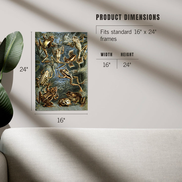 Ernst Haeckel, Batrachia, Art & Giclee Prints - Lantern Press