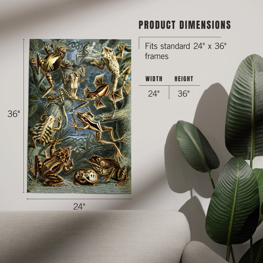 Ernst Haeckel, Batrachia, Art & Giclee Prints - Lantern Press