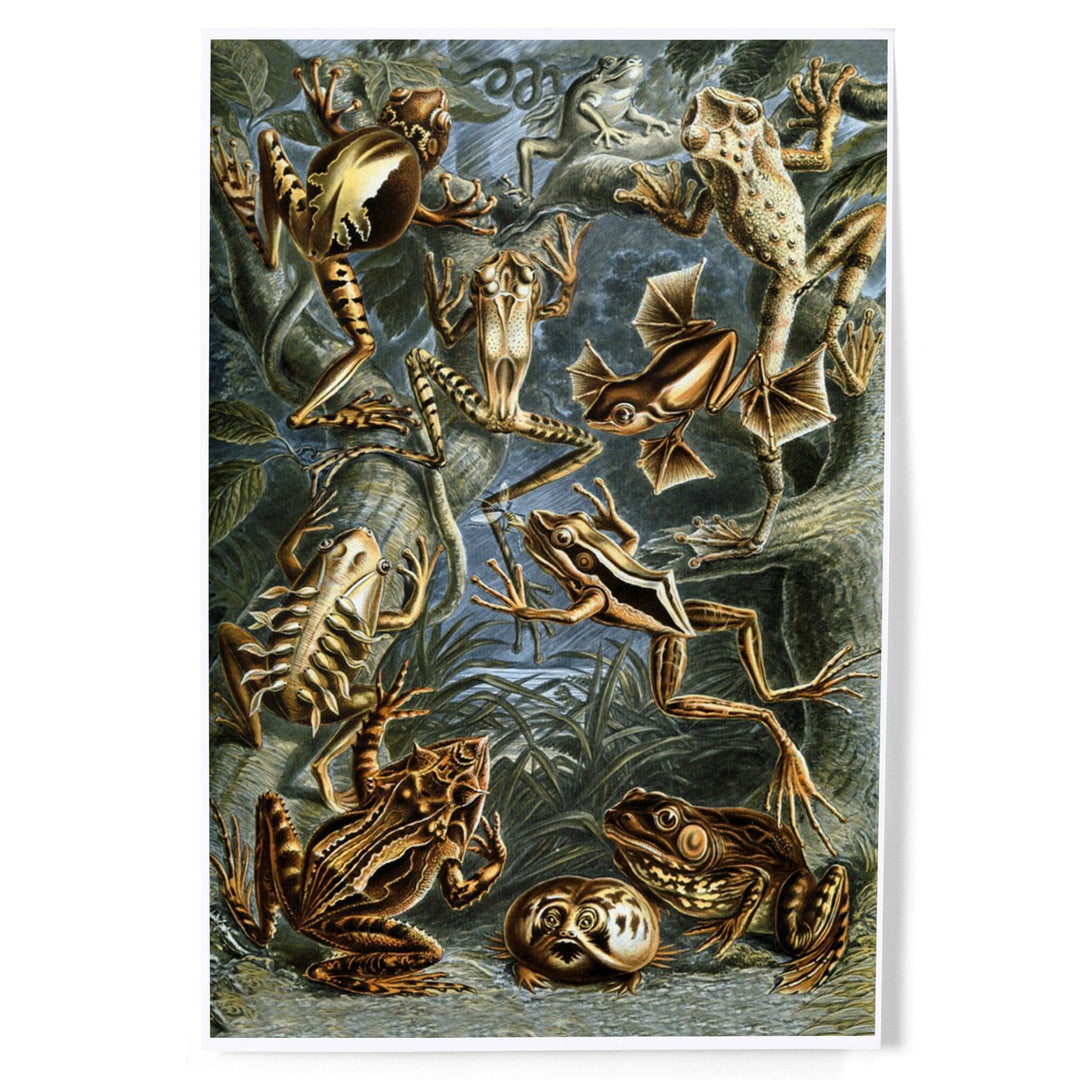 Ernst Haeckel, Batrachia, Art & Giclee Prints - Lantern Press