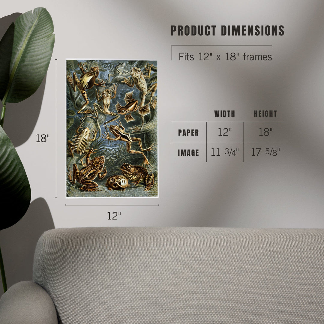 Ernst Haeckel, Batrachia, Art & Giclee Prints - Lantern Press
