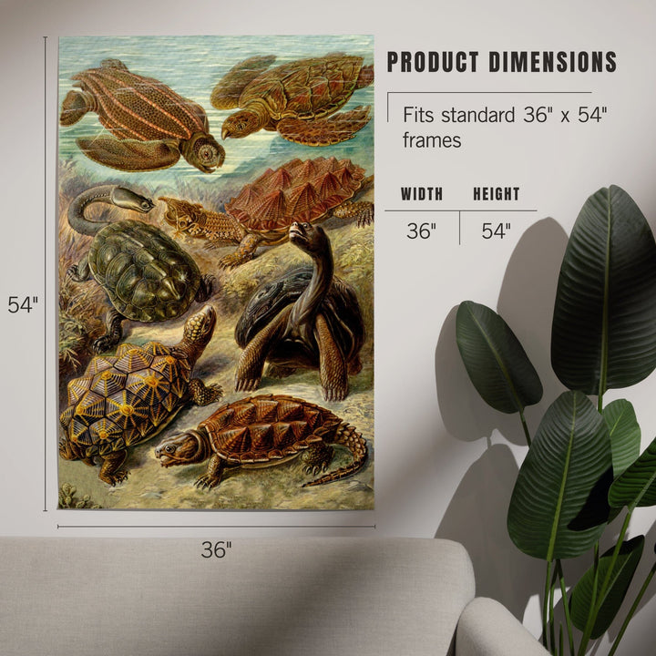 Ernst Haeckel, Chelonia, Art & Giclee Prints - Lantern Press