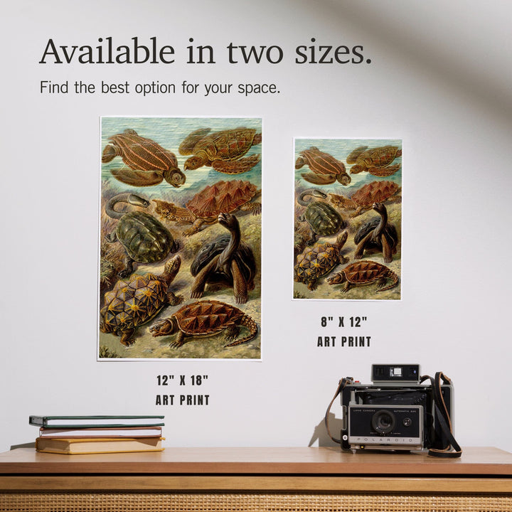 Ernst Haeckel, Chelonia, Art & Giclee Prints - Lantern Press