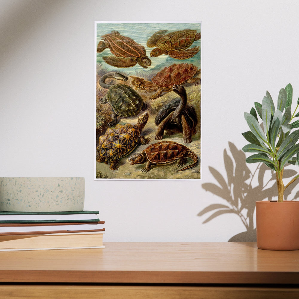 Ernst Haeckel, Chelonia, Art & Giclee Prints - Lantern Press