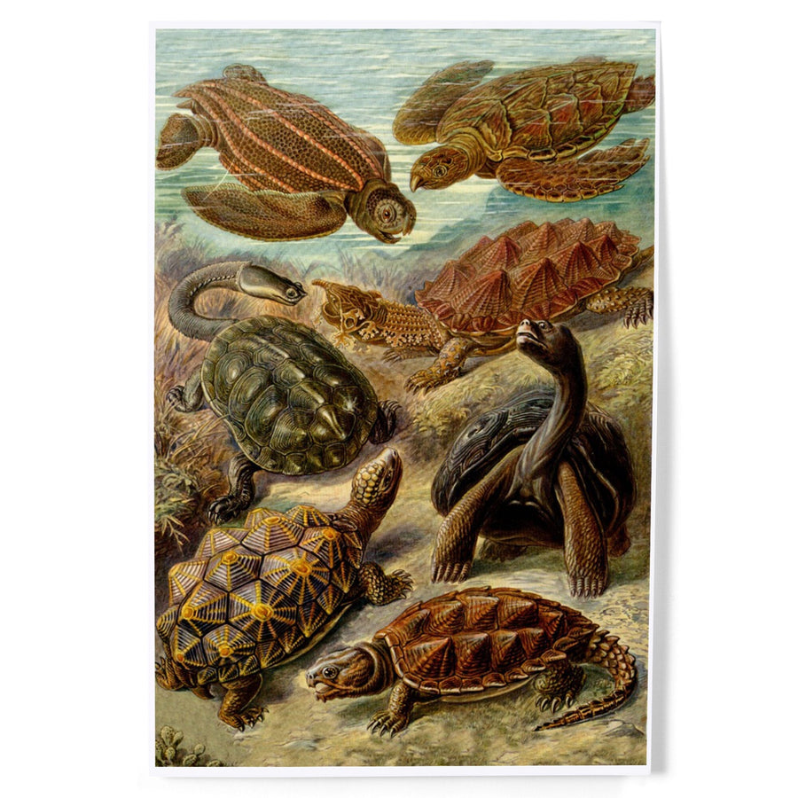 Ernst Haeckel, Chelonia, Art & Giclee Prints - Lantern Press