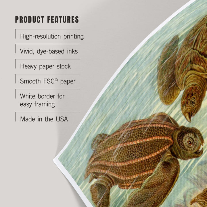 Ernst Haeckel, Chelonia, Art & Giclee Prints - Lantern Press