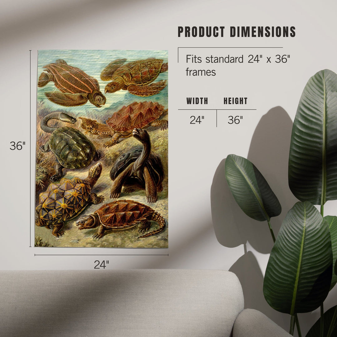 Ernst Haeckel, Chelonia, Art & Giclee Prints - Lantern Press