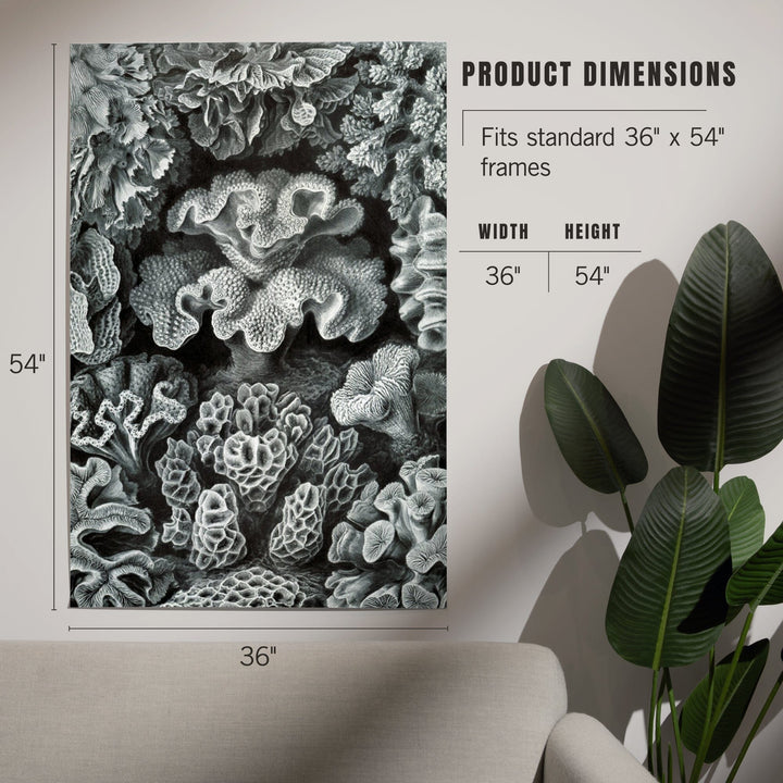 Ernst Haeckel, Hexacoralla, Art & Giclee Prints - Lantern Press