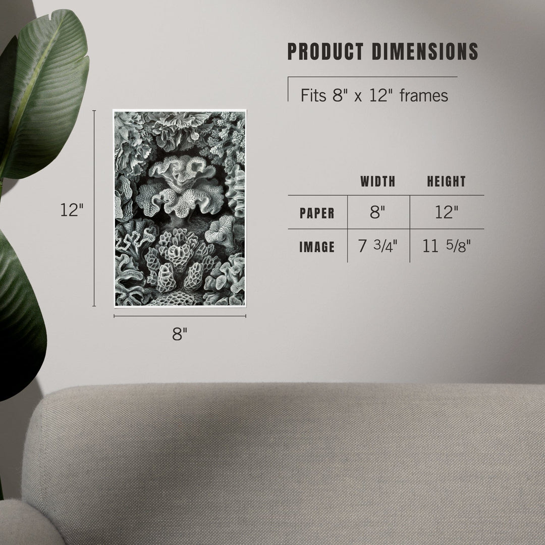Ernst Haeckel, Hexacoralla, Art & Giclee Prints - Lantern Press