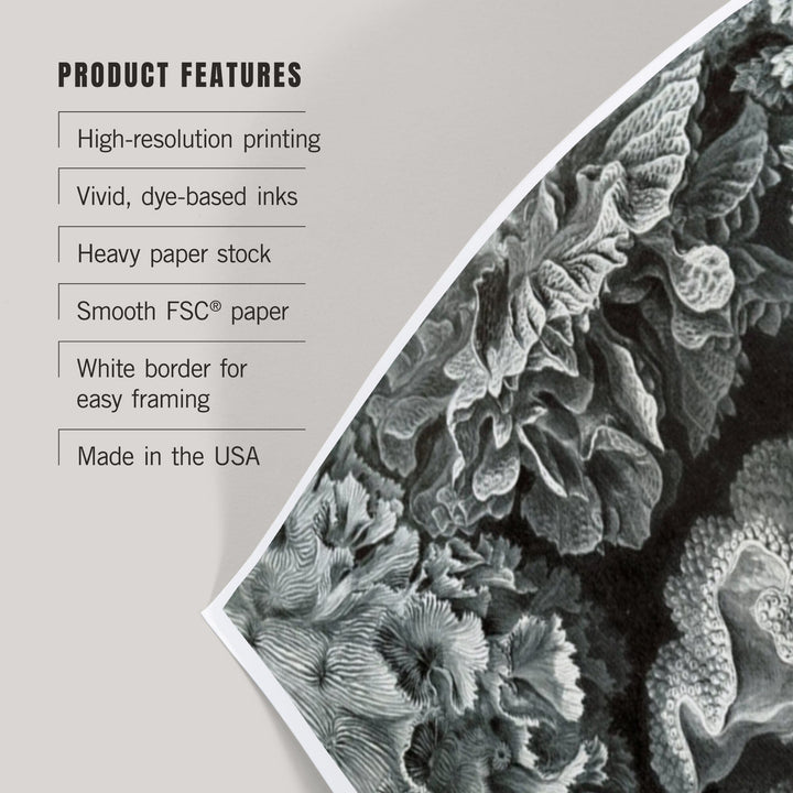Ernst Haeckel, Hexacoralla, Art & Giclee Prints - Lantern Press