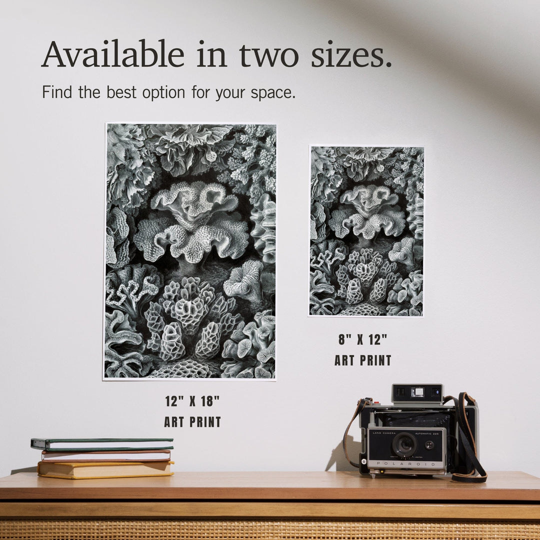 Ernst Haeckel, Hexacoralla, Art & Giclee Prints - Lantern Press