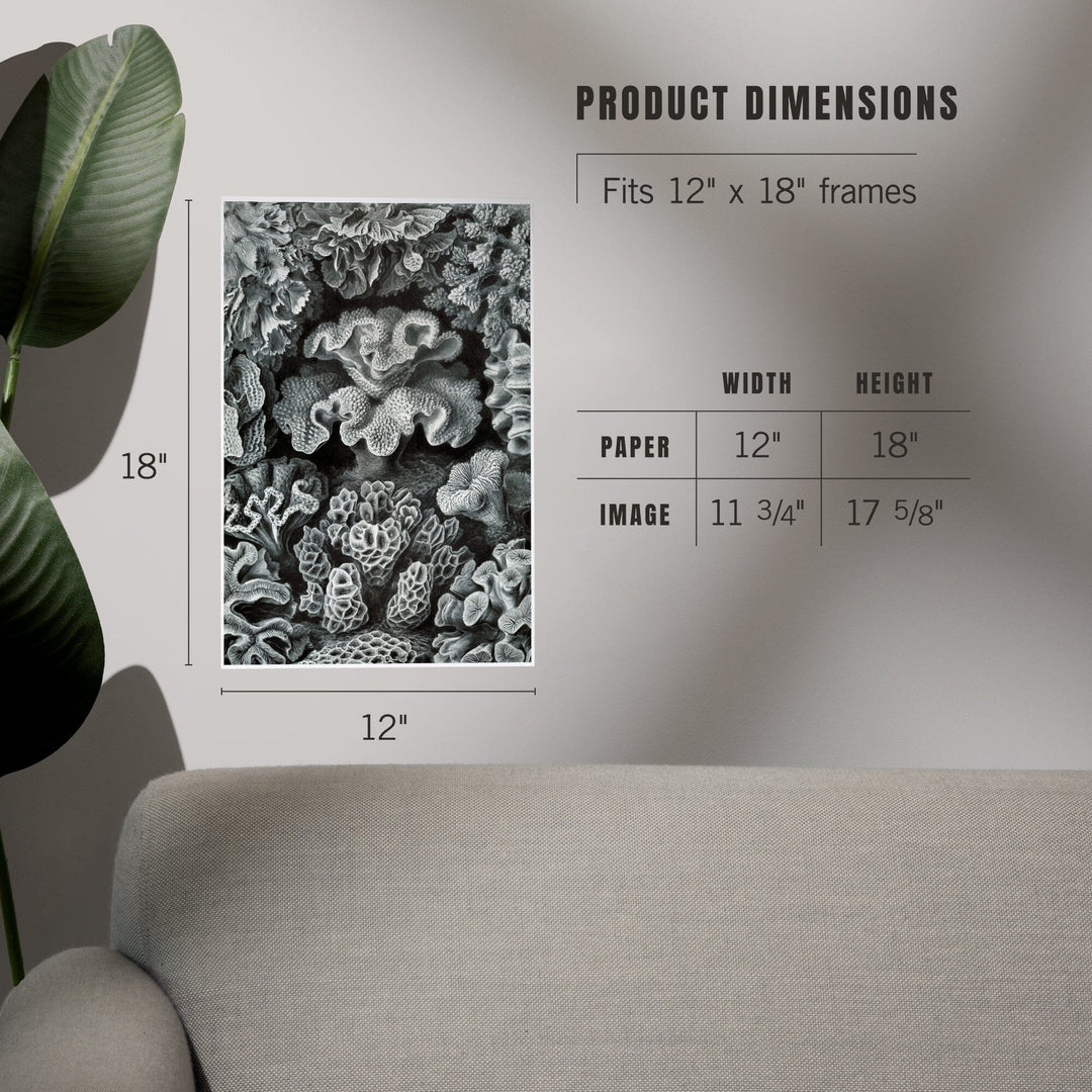 Ernst Haeckel, Hexacoralla, Art & Giclee Prints - Lantern Press
