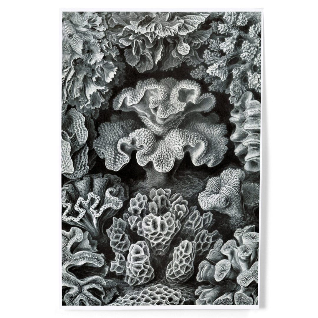 Ernst Haeckel, Hexacoralla, Art & Giclee Prints - Lantern Press
