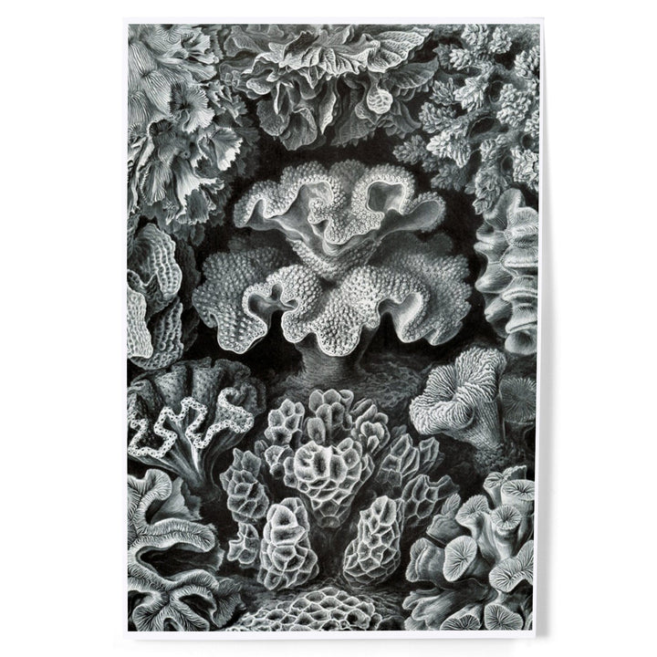 Ernst Haeckel, Hexacoralla, Art & Giclee Prints - Lantern Press