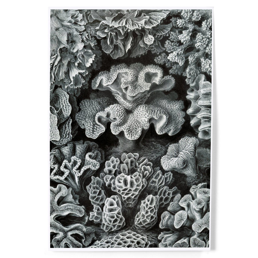Ernst Haeckel, Hexacoralla, Art & Giclee Prints - Lantern Press