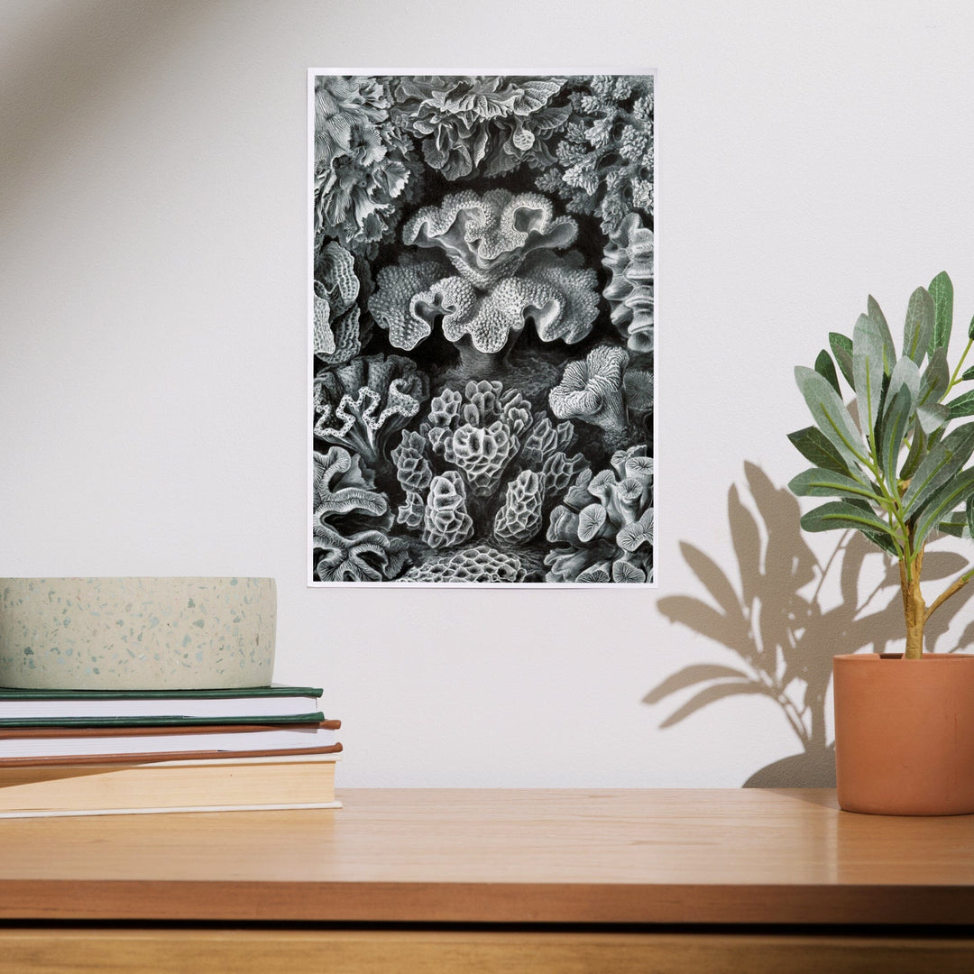 Ernst Haeckel, Hexacoralla, Art & Giclee Prints - Lantern Press