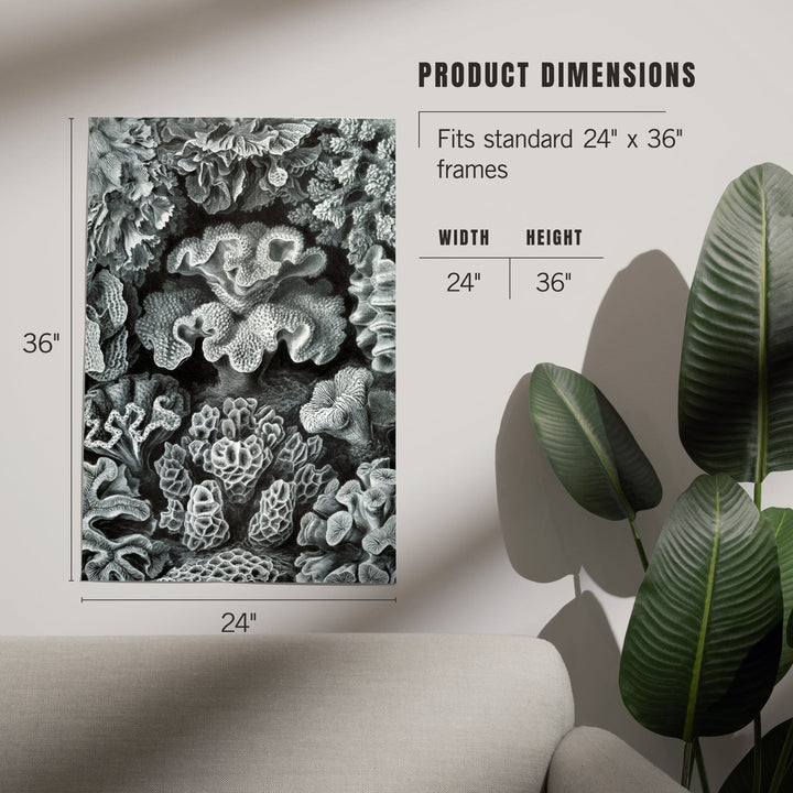 Ernst Haeckel, Hexacoralla, Art & Giclee Prints - Lantern Press