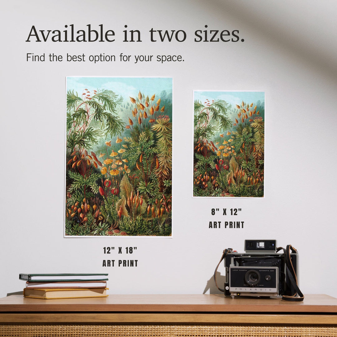 Ernst Haeckel, Muscinae, Art & Giclee Prints - Lantern Press