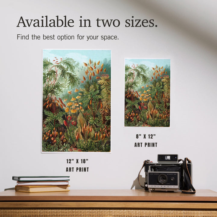 Ernst Haeckel, Muscinae, Art & Giclee Prints - Lantern Press