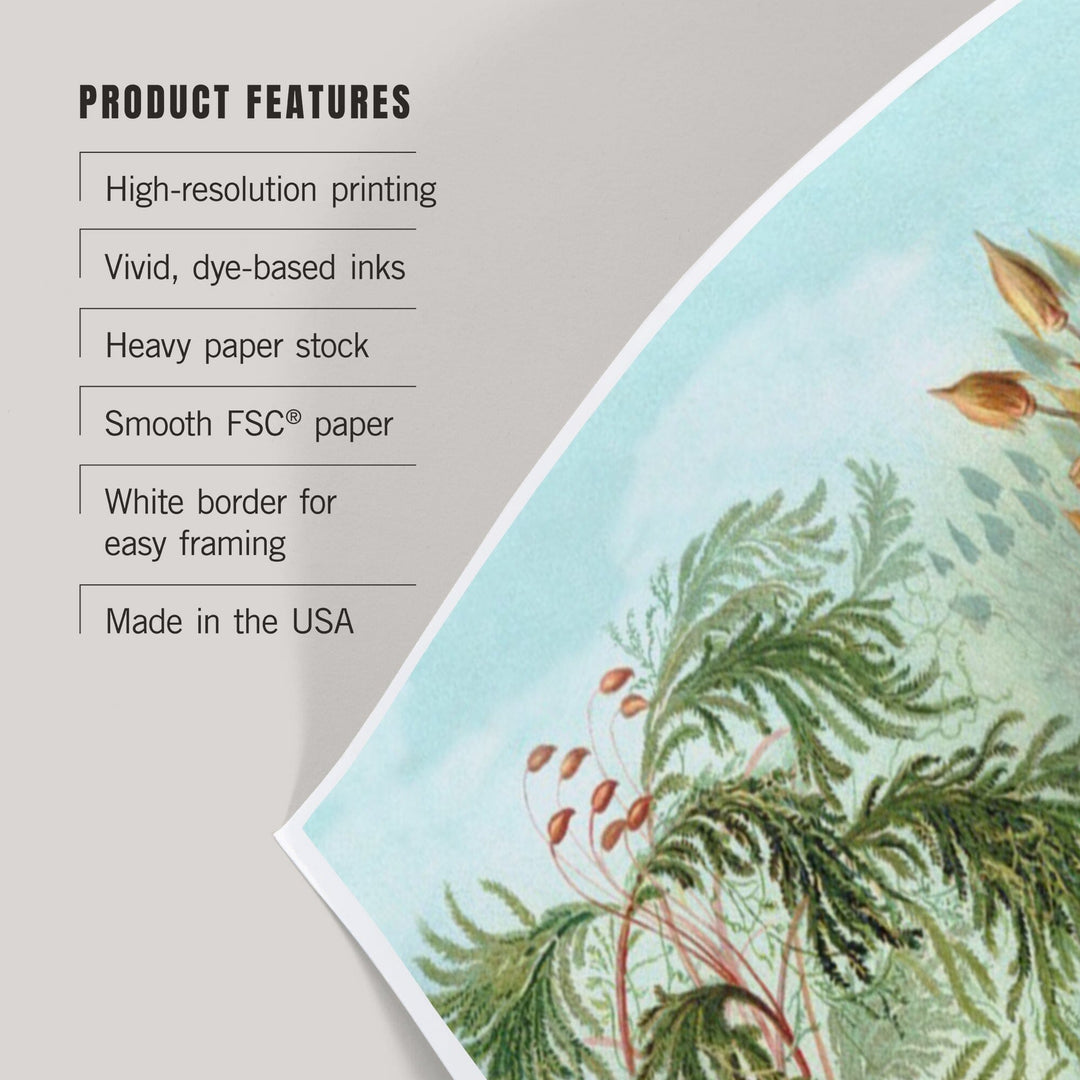 Ernst Haeckel, Muscinae, Art & Giclee Prints - Lantern Press