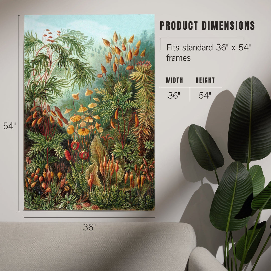 Ernst Haeckel, Muscinae, Art & Giclee Prints - Lantern Press