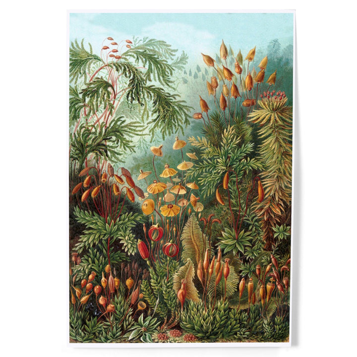 Ernst Haeckel, Muscinae, Art & Giclee Prints - Lantern Press