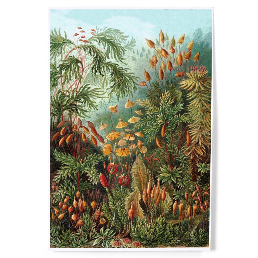 Ernst Haeckel, Muscinae, Art & Giclee Prints - Lantern Press