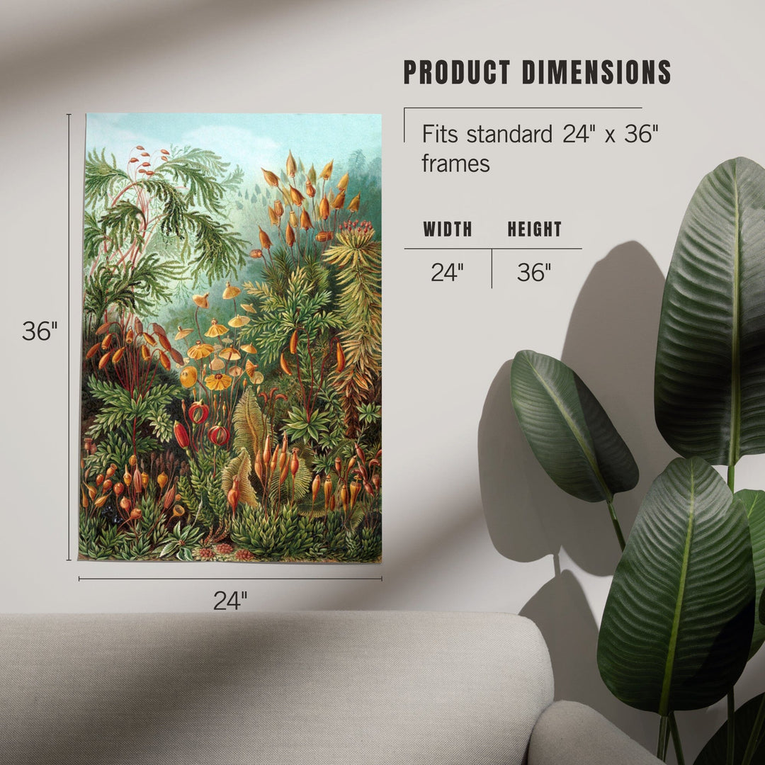 Ernst Haeckel, Muscinae, Art & Giclee Prints - Lantern Press
