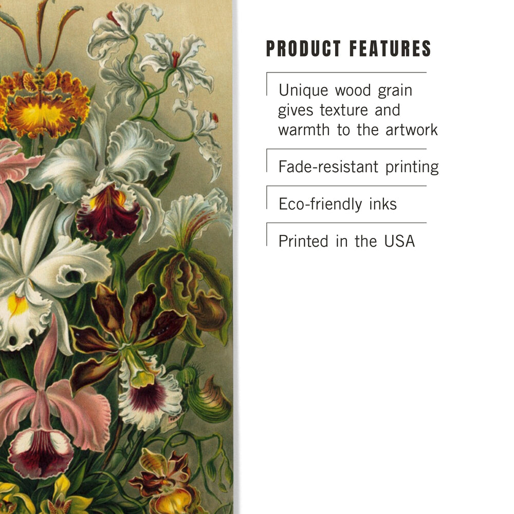 Ernst Haeckel, Orchidae, Lantern Press Artwork, Wood Signs and Postcards - Lantern Press