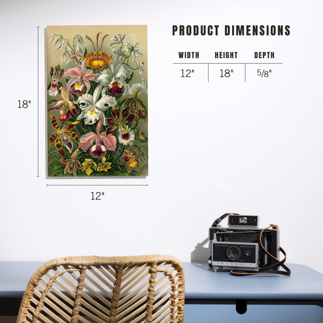 Ernst Haeckel, Orchidae, Lantern Press Artwork, Wood Signs and Postcards - Lantern Press