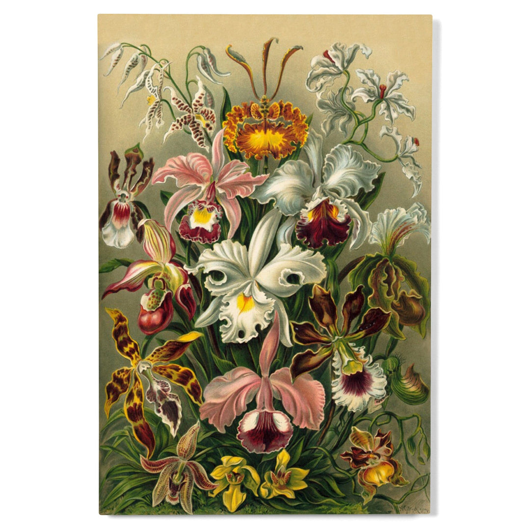 Ernst Haeckel, Orchidae, Lantern Press Artwork, Wood Signs and Postcards - Lantern Press