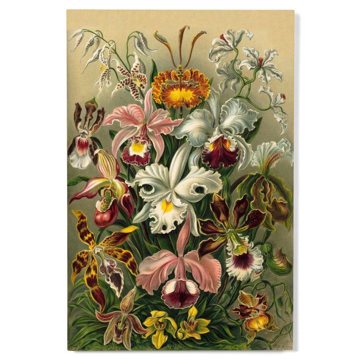 Ernst Haeckel, Orchidae, Lantern Press Artwork, Wood Signs and Postcards - Lantern Press