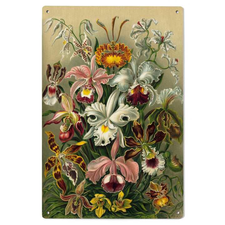 Ernst Haeckel, Orchidae, Lantern Press Artwork, Wood Signs and Postcards - Lantern Press