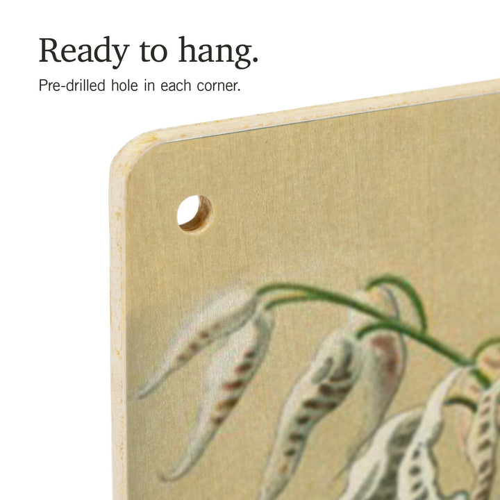 Ernst Haeckel, Orchidae, Lantern Press Artwork, Wood Signs and Postcards - Lantern Press