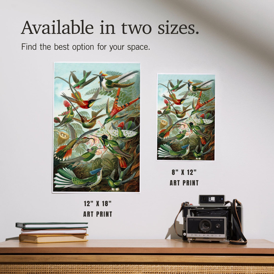 Ernst Haeckel, Trochilidae, Art & Giclee Prints - Lantern Press