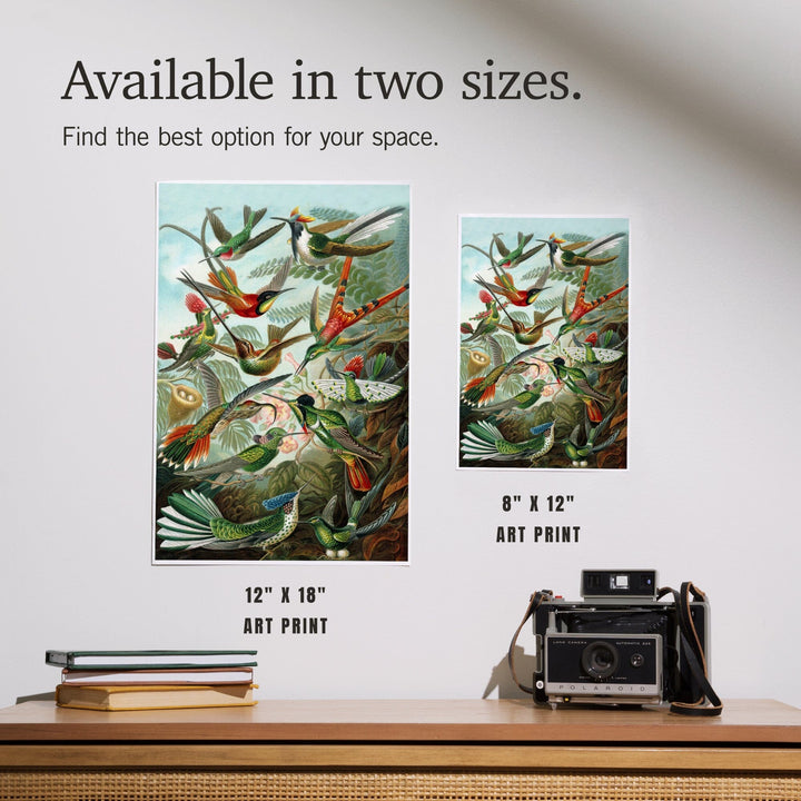 Ernst Haeckel, Trochilidae, Art & Giclee Prints - Lantern Press