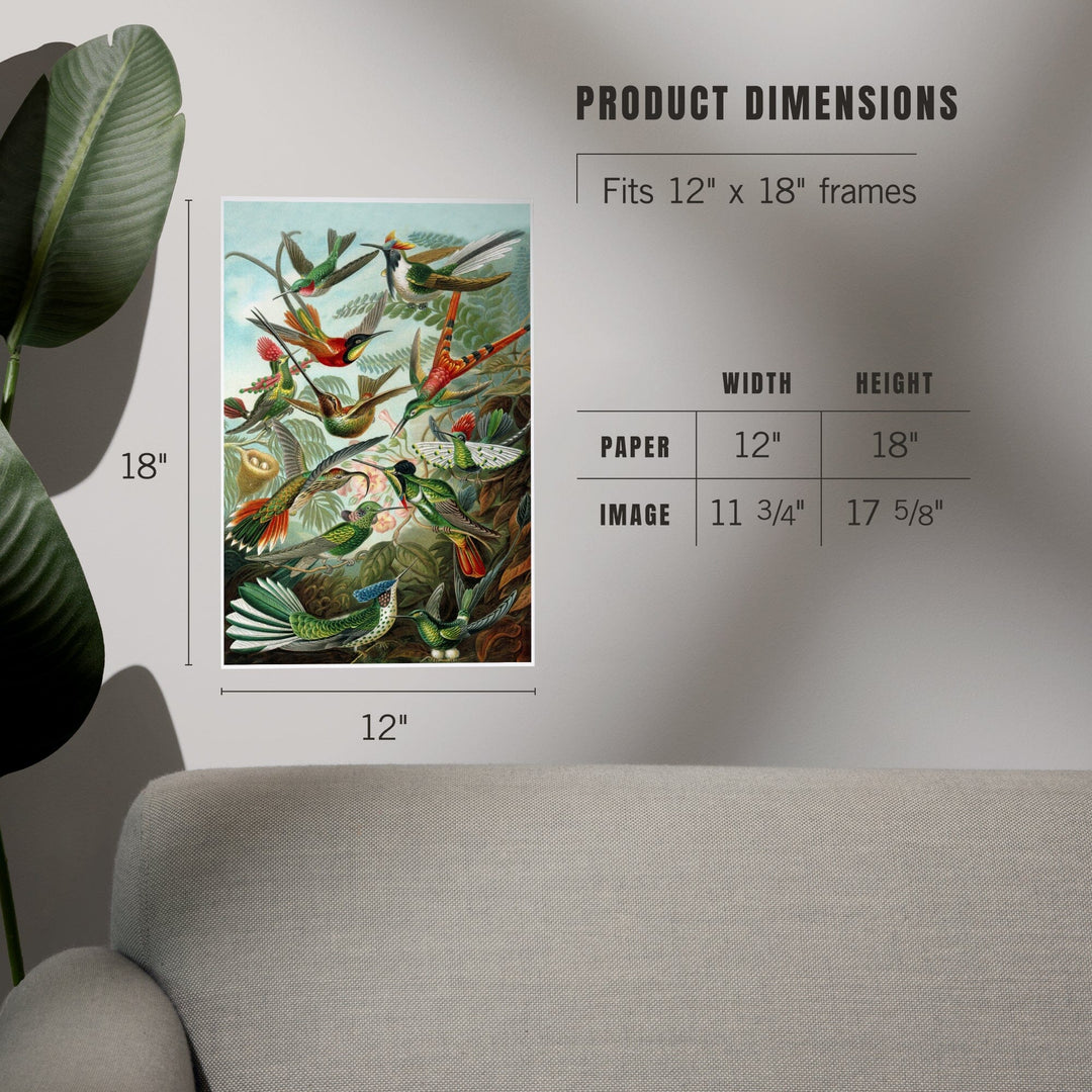 Ernst Haeckel, Trochilidae, Art & Giclee Prints - Lantern Press