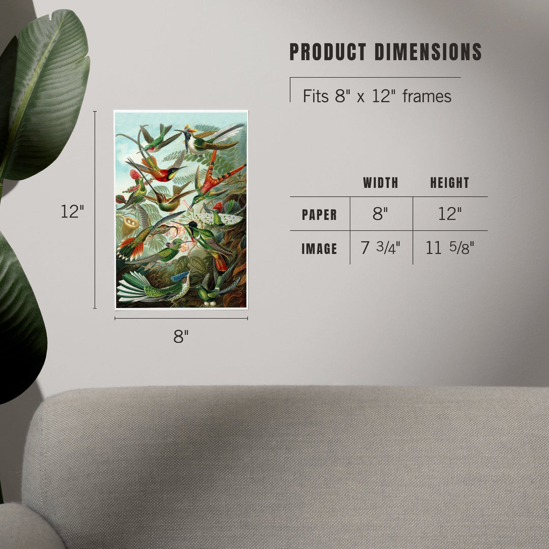 Ernst Haeckel, Trochilidae, Art & Giclee Prints - Lantern Press