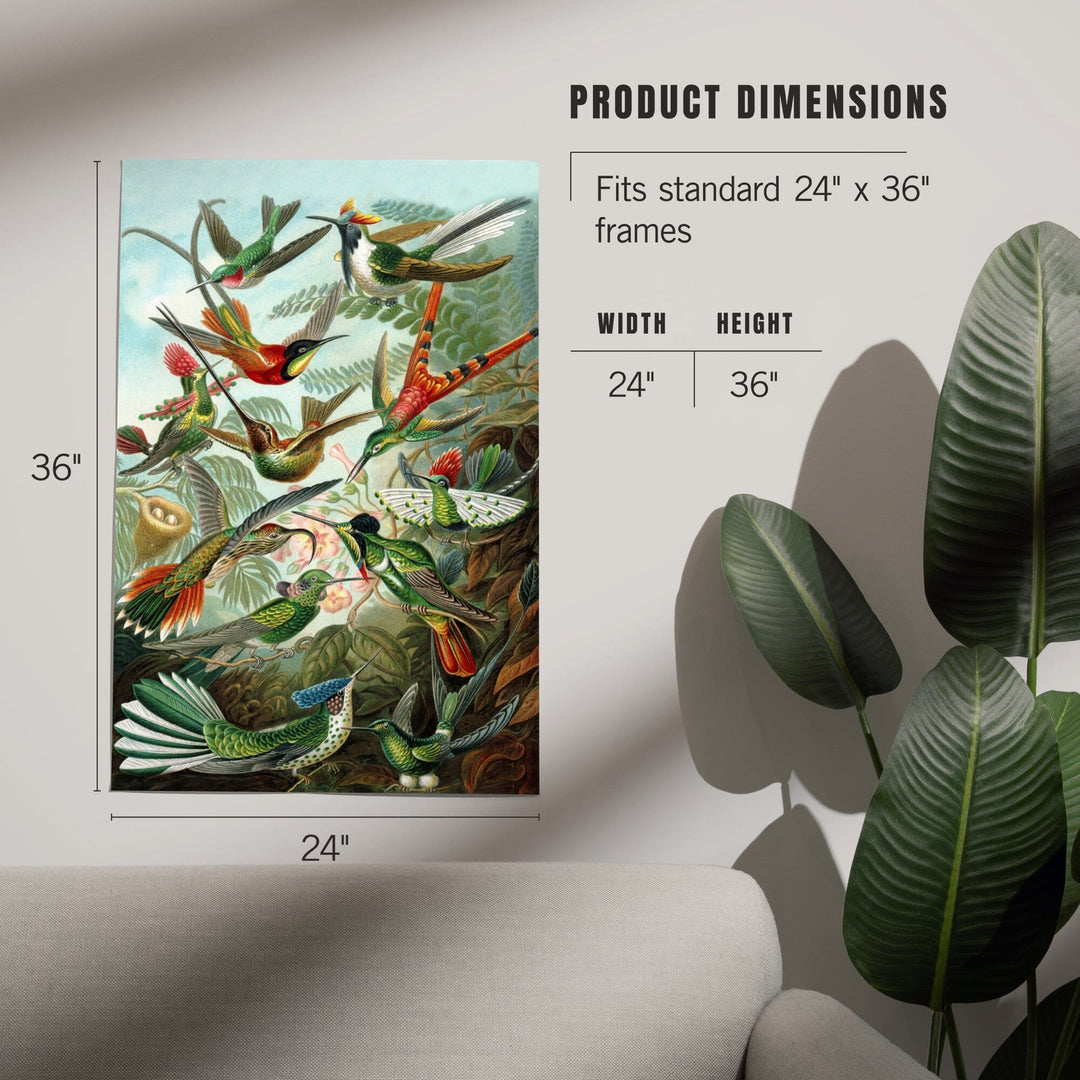 Ernst Haeckel, Trochilidae, Art & Giclee Prints - Lantern Press
