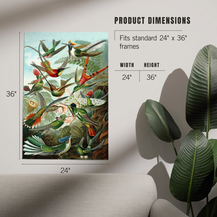 Ernst Haeckel, Trochilidae, Art & Giclee Prints - Lantern Press