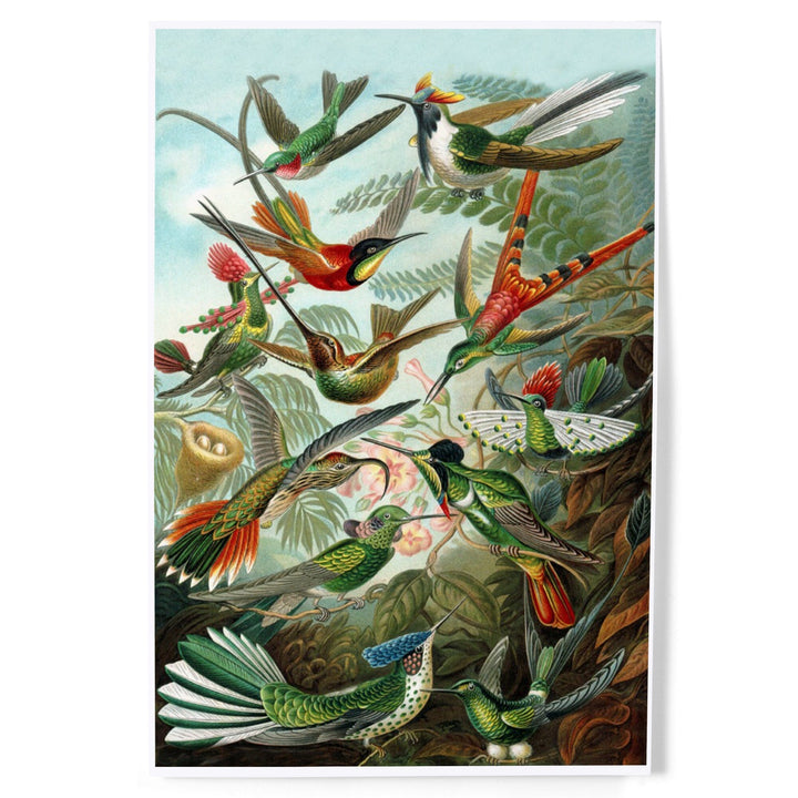 Ernst Haeckel, Trochilidae, Art & Giclee Prints - Lantern Press