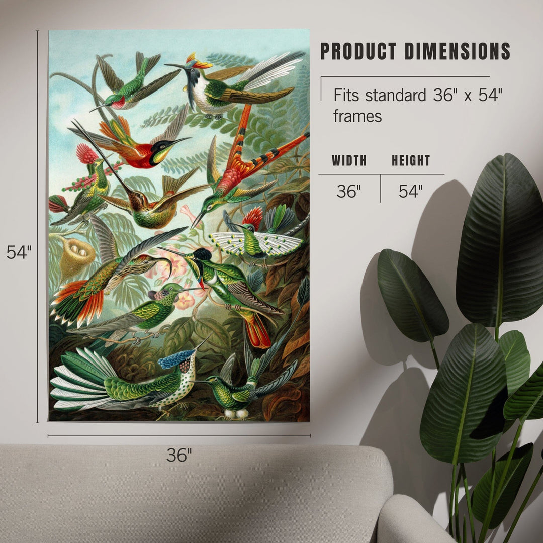 Ernst Haeckel, Trochilidae, Art & Giclee Prints - Lantern Press