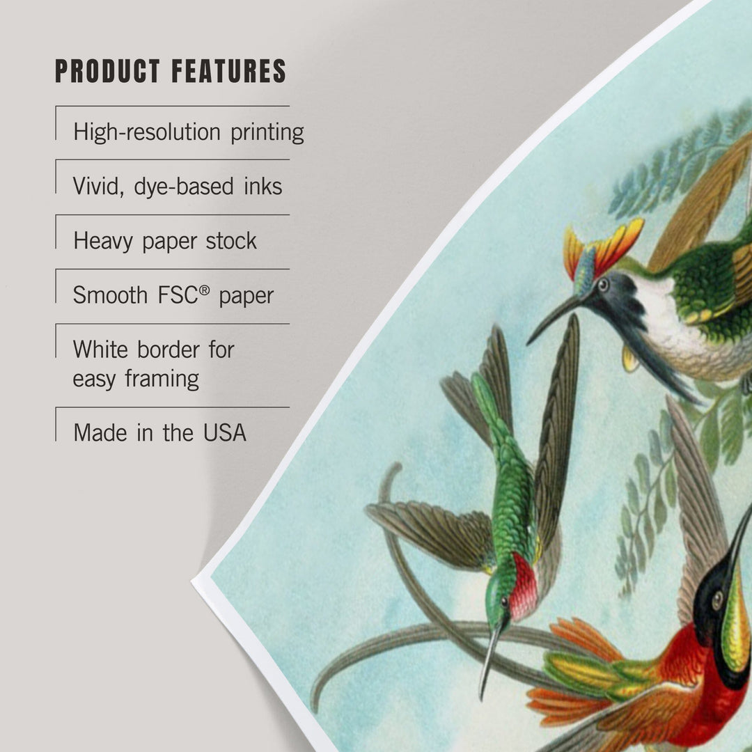 Ernst Haeckel, Trochilidae, Art & Giclee Prints - Lantern Press