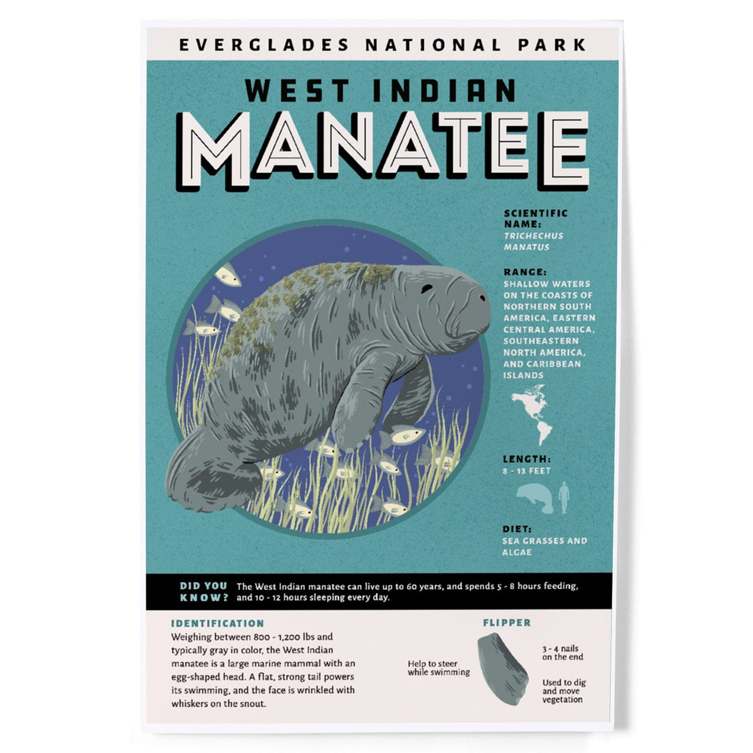 Everglades National Park, Facts About Manatees, Art & Giclee Prints Art Lantern Press 12 x 18 Art Print