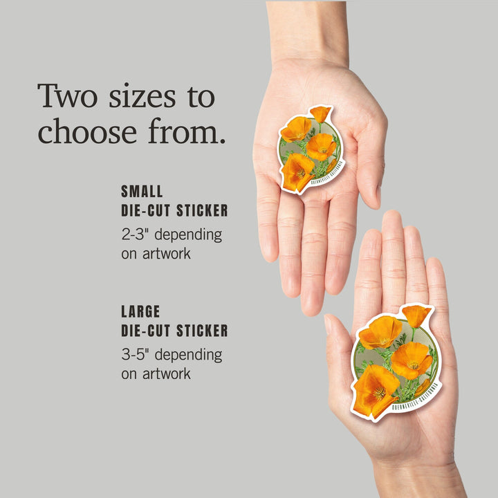 Guerneville, California, Poppy Flowers, Contour, Vinyl Sticker Sticker Lantern Press